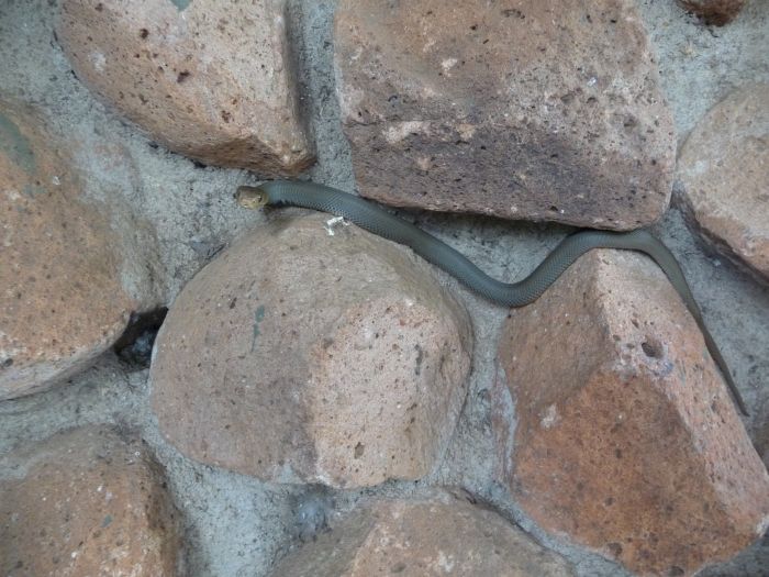 Schlange vor unserer Lodge